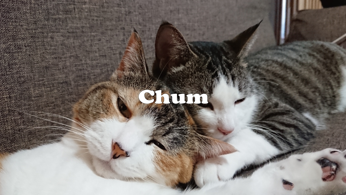Chum