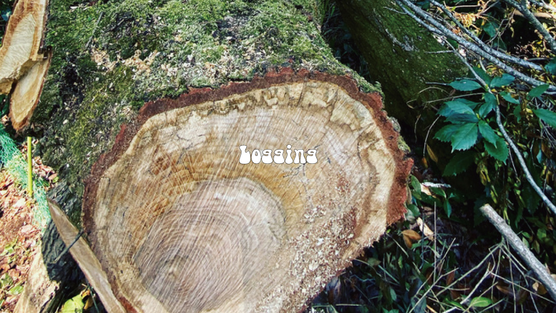 Logging